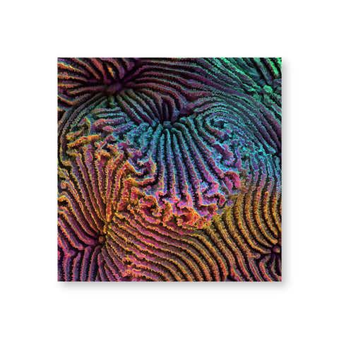 A poster shows microscopic views of the ridges of coral. The forms are in hues of pink, turquoise, yellow, and green.